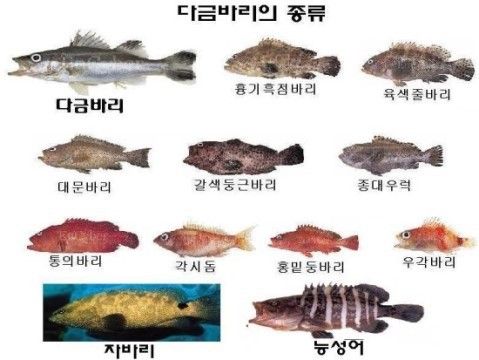 바다고기